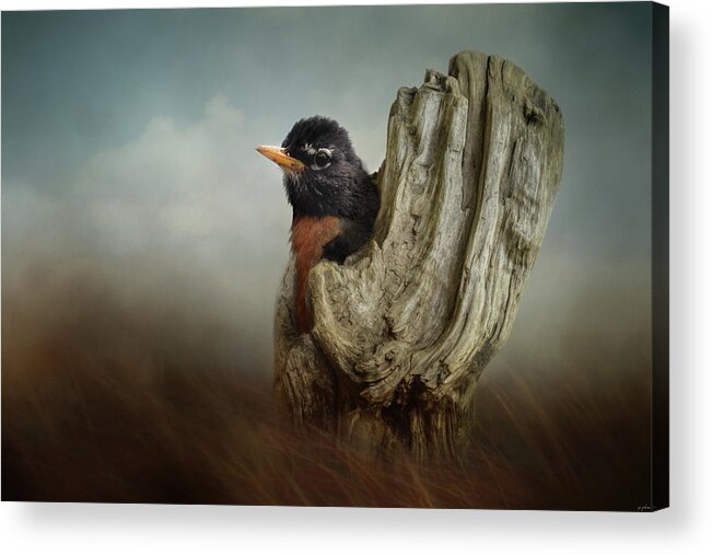Bird Acrylic Print featuring the photograph A Cozy Spot by Jai Johnson