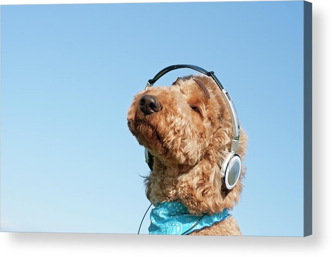 Pets Acrylic Print featuring the photograph A Dog Listening To Music With Headphone by Artparadigm