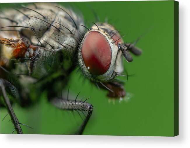 Fly Acrylic Print featuring the photograph A Fly On Green by Andrey Kotov