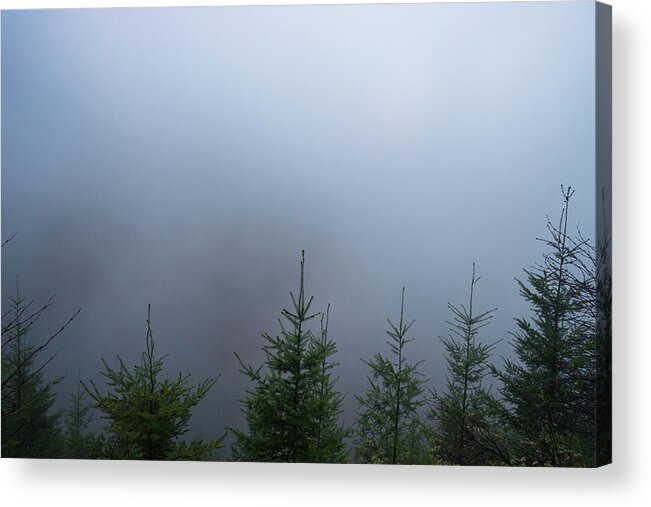 Fagnes Acrylic Print featuring the photograph A Forest Of Pine Trees by Cavan Images
