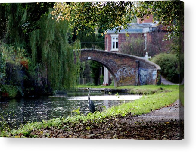 Grass Acrylic Print featuring the photograph A Heron On The Towpath By A Canal Bridge by Martin Pickard