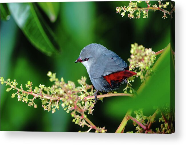 Hawaii Acrylic Print featuring the photograph A Lavender Waxbill by John Bauer