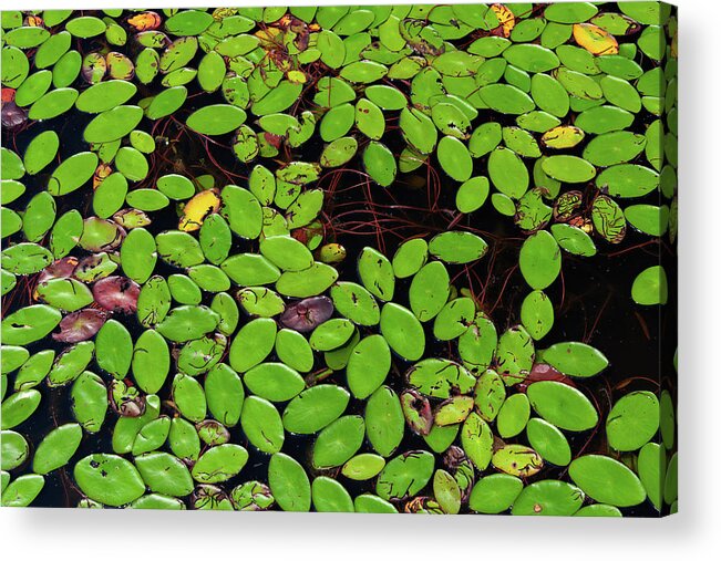 Aquatic Plants Acrylic Print featuring the photograph A Leafy Puzzle by Liz Albro