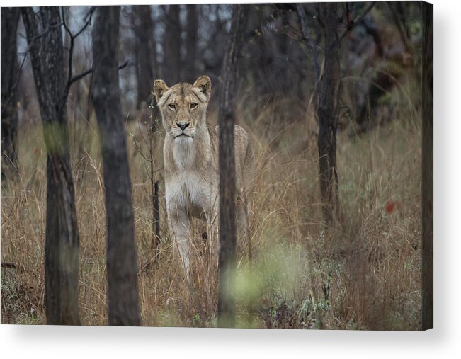 Lion Acrylic Print featuring the photograph A lioness in the trees by Mark Hunter