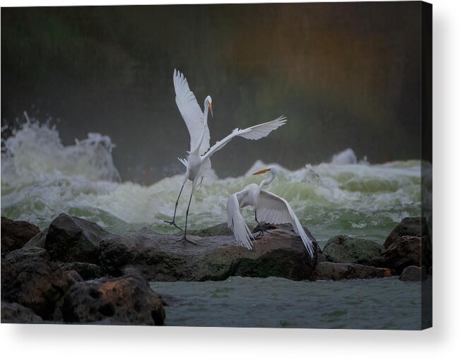 Nature Acrylic Print featuring the photograph A Pair Of Great Egrets Perform by Sheila Xu
