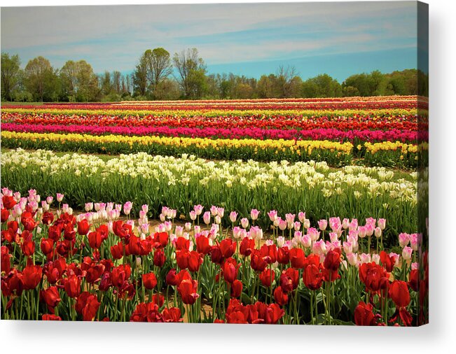Tulip Acrylic Print featuring the photograph A Piece Of Holland in Jersey by Kristia Adams