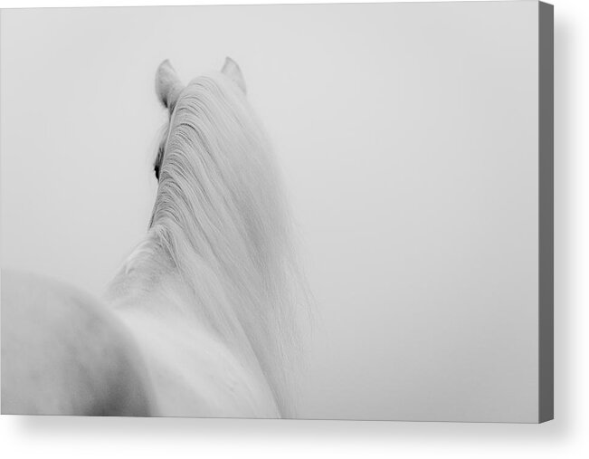 Horse Acrylic Print featuring the photograph A Short Story About The Long Mane by Cembrzynski Ignacy