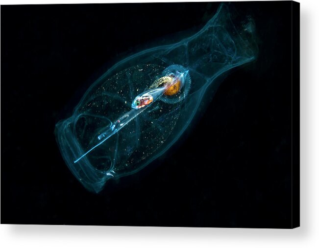 Bali Acrylic Print featuring the photograph A Small Fish In A Pelagic Tunicate by Bruce Shafer