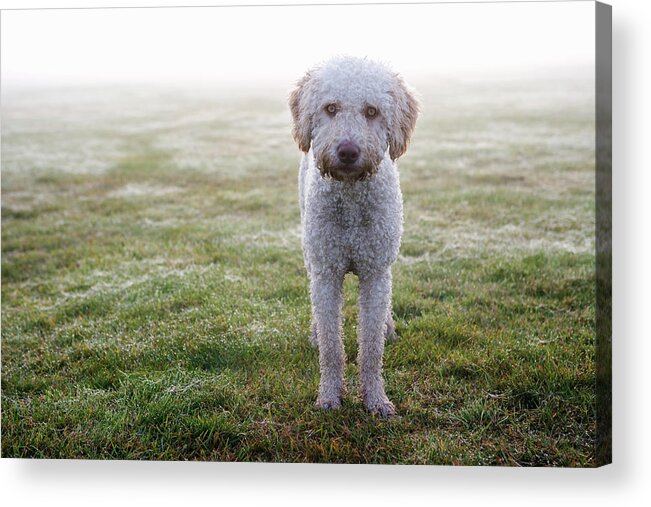 Pets Acrylic Print featuring the photograph A Spanish Water Dog Standing A Field by Julia Christe