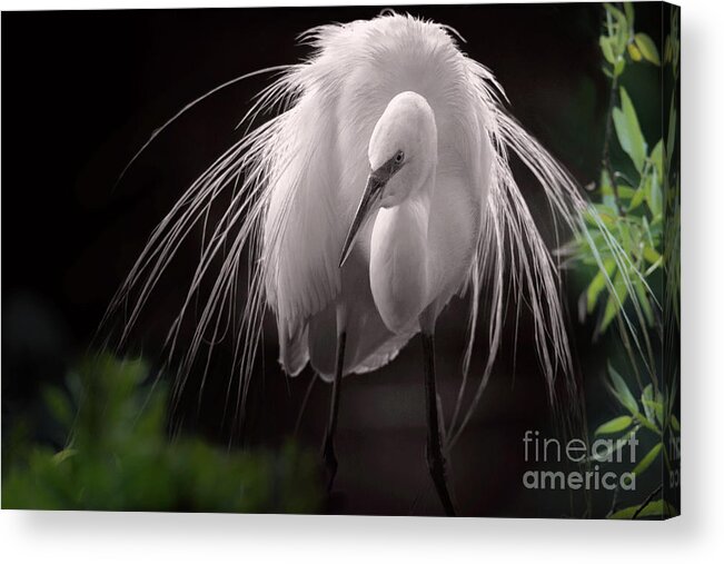 Great Egret Acrylic Print featuring the photograph A Touch Of Class - Great Egret With Plumage by Mary Lou Chmura