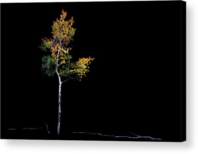 Fall Acrylic Print featuring the photograph A Tree of Many Colors by The Forests Edge Photography - Diane Sandoval