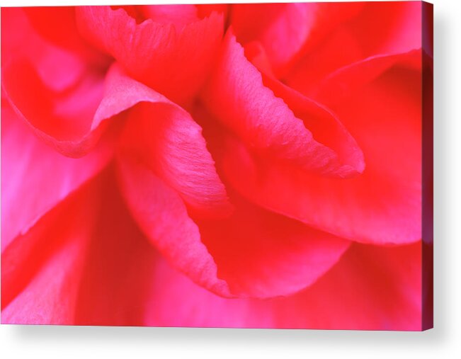 Curve Acrylic Print featuring the photograph Abstract Macro Of A Dark Pink Carnation by Jpecha