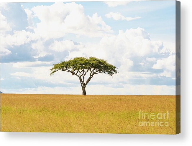 Africa Acrylic Print featuring the photograph Green Tree Of Life - Serengeti 5100 - Safari Tanzania East Africa by Amyn Nasser Photo - Neptune Images