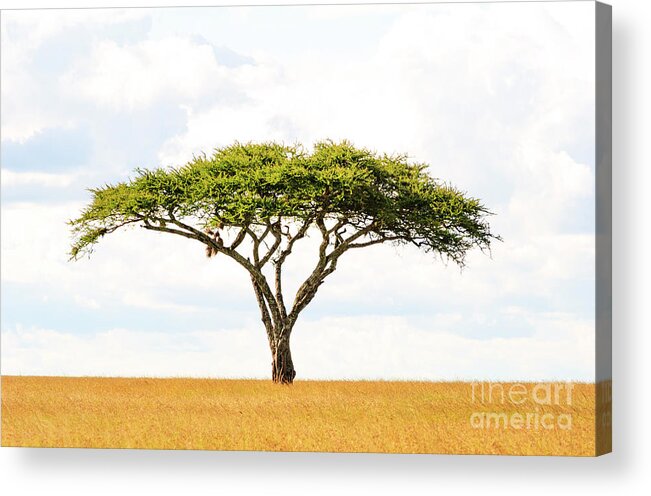 Africa Acrylic Print featuring the photograph 5101 Green Tree Of Life Serengeti Tanzania East Africa - Acacia Vachellia by Neptune - Amyn Nasser Photographer