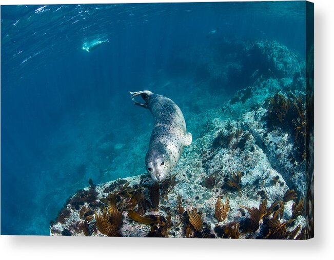 Nature Acrylic Print featuring the photograph Acquaintance by Andrey Narchuk