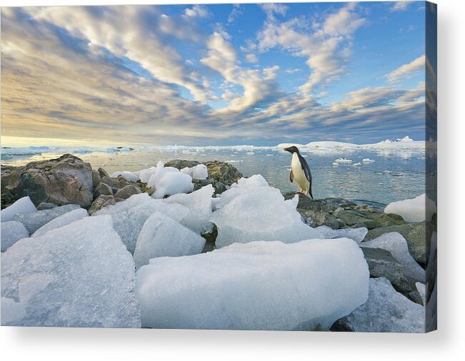 Snow Acrylic Print featuring the photograph Adelie Penguins, Holtedehl Bay by Eastcott Momatiuk