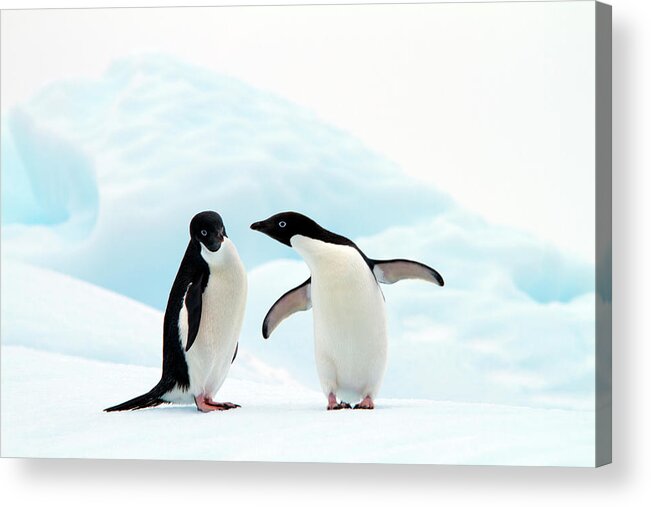 Animal Themes Acrylic Print featuring the photograph Adélie Penguins by Angelika Stern
