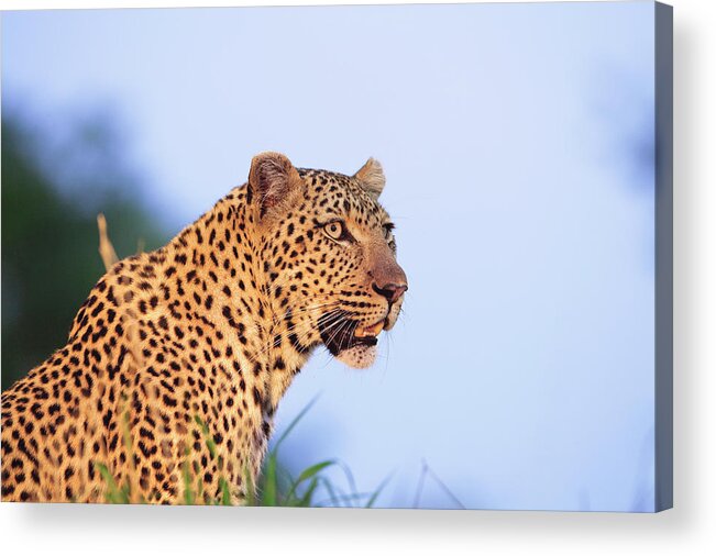 Male Animal Acrylic Print featuring the photograph Adult Male Leopard Panthera Pardus by Tier Images