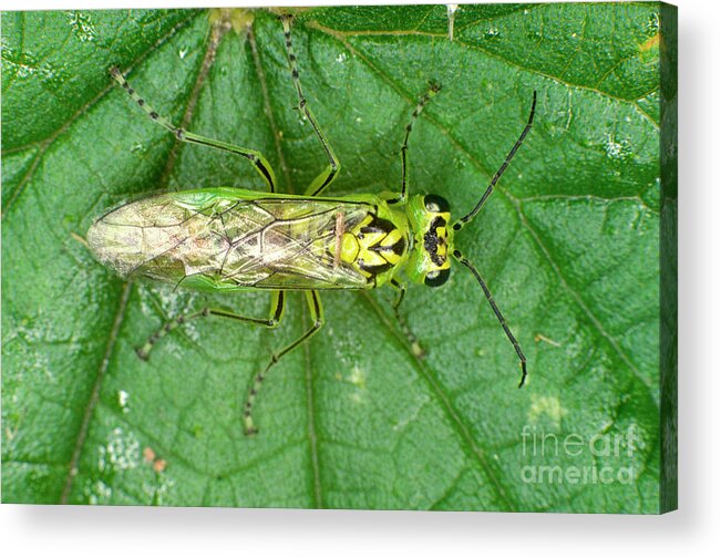 Rhogogaster Viridis Acrylic Print featuring the photograph Adult Sawfly by Dr Keith Wheeler/science Photo Library