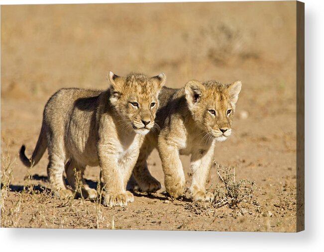 Botswana Acrylic Print featuring the photograph Africa, Namibia, African Lion Cubs by Westend61