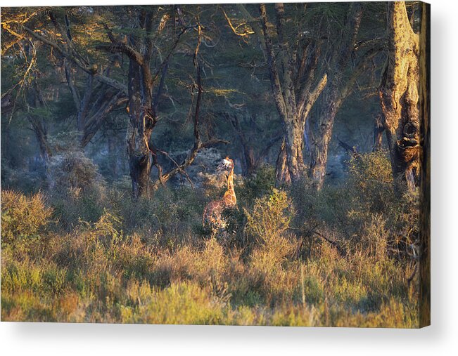 Africa Acrylic Print featuring the photograph Africa by Roberto Marchegiani