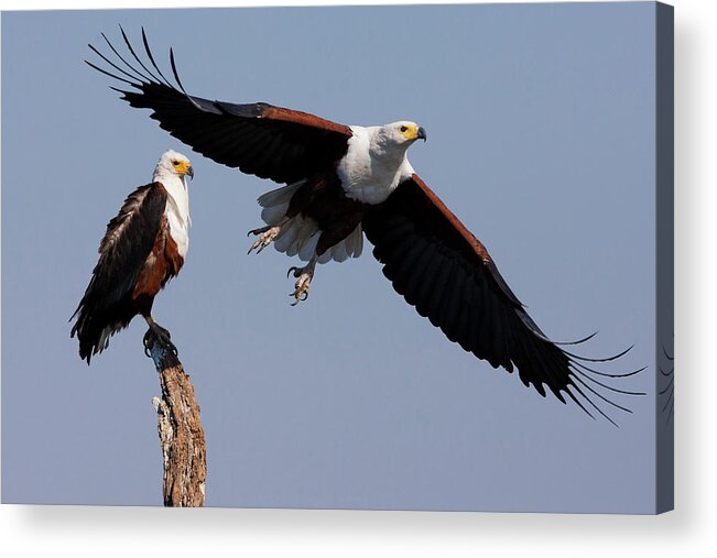 Botswana Acrylic Print featuring the photograph African Fish Eagles, Chobe National by Mint Images/ Art Wolfe