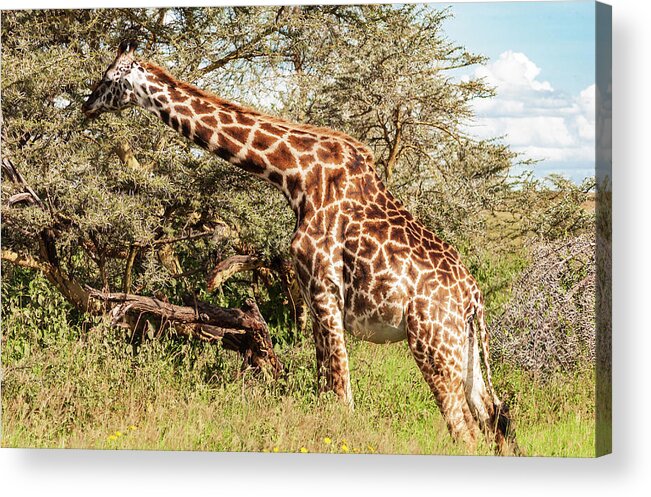 Africa Acrylic Print featuring the photograph African Giraffe Snacking - Serengeti Tanzania 5068 East Africa Safari Travel by Neptune - Amyn Nasser Photographer