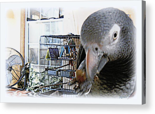 Parrot Acrylic Print featuring the mixed media African Gray Parrot by YoMamaBird Rhonda