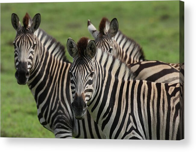 Animals Acrylic Print featuring the photograph African Zebras 074 by Bob Langrish
