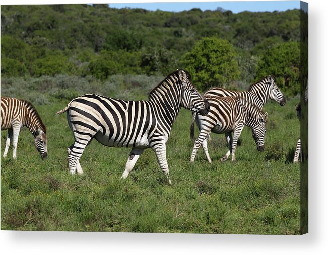 Animals Acrylic Print featuring the photograph African Zebras 103 by Bob Langrish