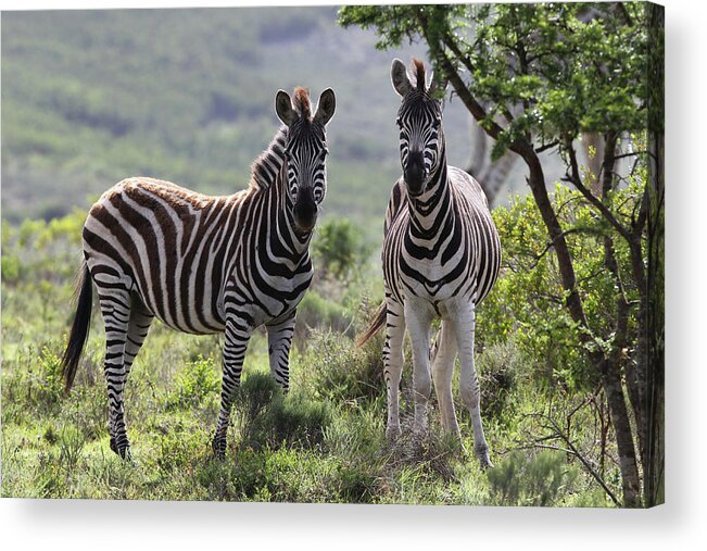 Animals Acrylic Print featuring the photograph African Zebras 114 by Bob Langrish