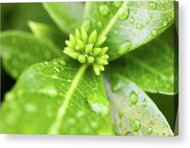 Greenery Acrylic Print featuring the photograph After the Rainstorm by Mary Anne Delgado