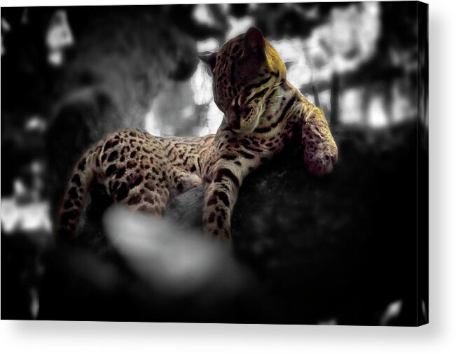 Jaguar Acrylic Print featuring the photograph Afternoon Rest by Pheasant Run Gallery
