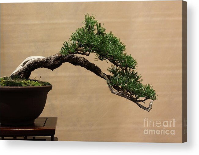 Bonsai Acrylic Print featuring the photograph Aged bonsai pine by Riccardo Mottola