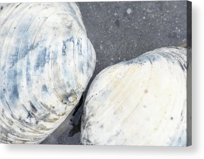 Beach Acrylic Print featuring the photograph Alaska, Ketchikan, Clam Shells On Beach by Savanah Plank