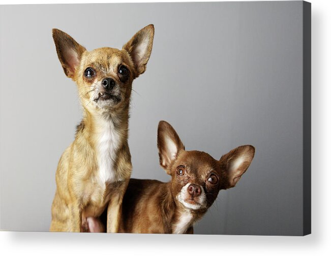 Animal Themes Acrylic Print featuring the photograph All Dog, No Cat by Laura Layera