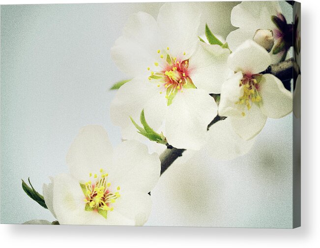 Outdoors Acrylic Print featuring the photograph Almond Blossom by Cornelia Doerr