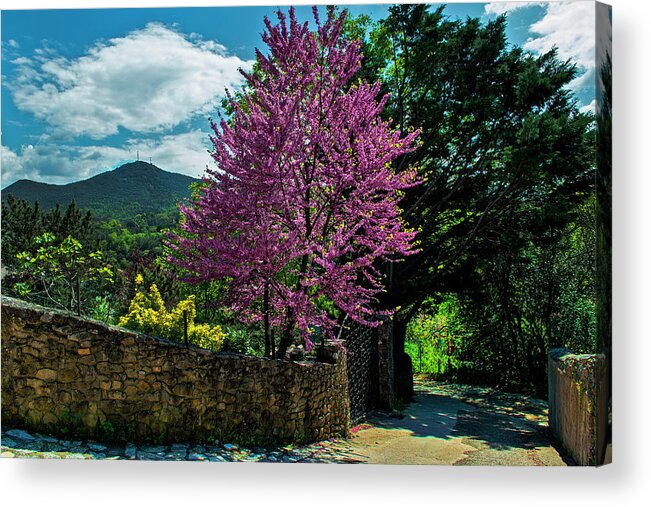 Stone Wall Acrylic Print featuring the photograph Almond Tree Blooming Along Stone Wall by Elfi Kluck