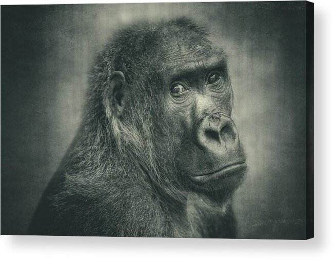 Gorilla Acrylic Print featuring the photograph Almost One Of Us by Antje Wenner-braun