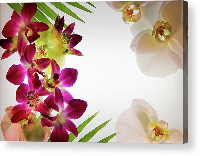 Bombay Orchids Acrylic Print featuring the photograph Tropical Wind by Bobby Villapando