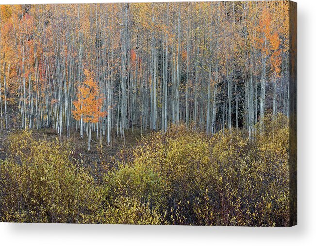Colorado Acrylic Print featuring the photograph Alone in the Crowd by Angela Moyer