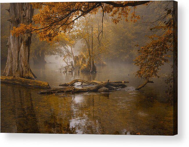 Autumn Acrylic Print featuring the photograph Alone In The Swamp by Norbert Maier
