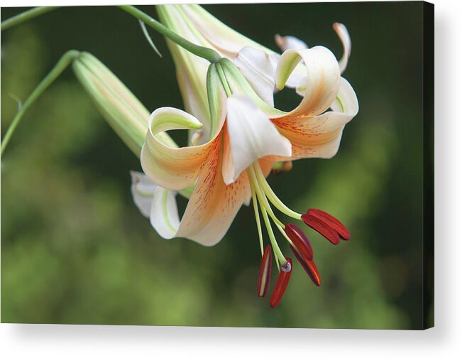 Jenny Rainbow Fine Art Photography Acrylic Print featuring the photograph Amazing Grace of Lilies - Mister Cas 1 by Jenny Rainbow