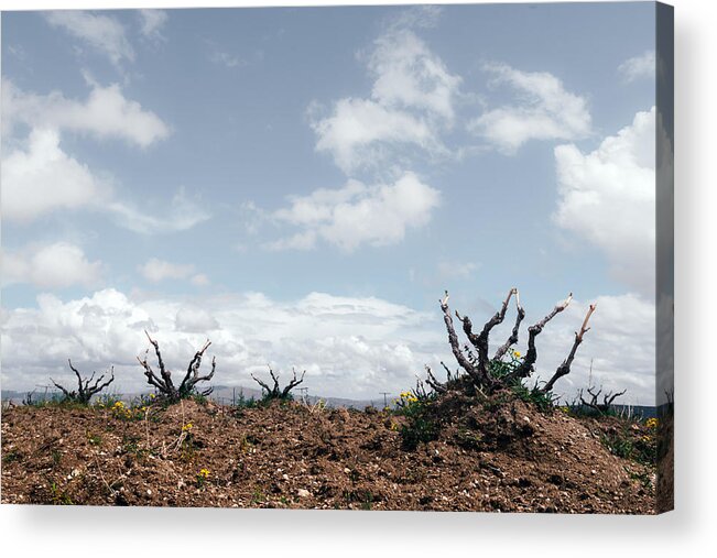 Landscape Acrylic Print featuring the photograph Amazing View On Old Vineyard by Ivan Kmit