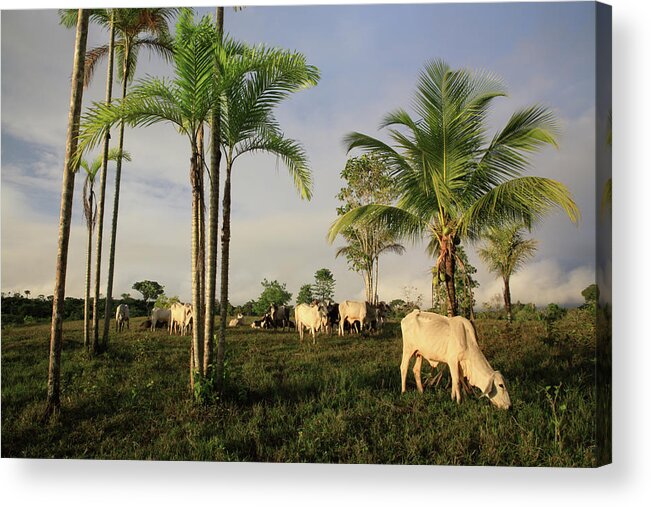 Tropical Rainforest Acrylic Print featuring the photograph Amazon Tropical Rainforest With Cattle by G01xm