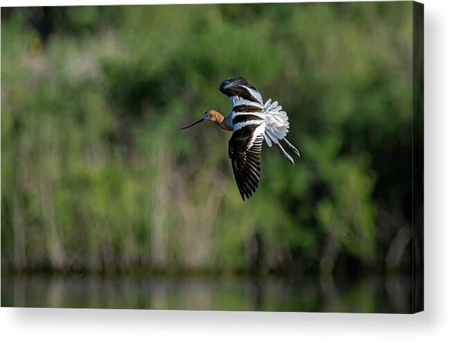 American Avocet Acrylic Print featuring the photograph American Avocet Landing by Rick Mosher