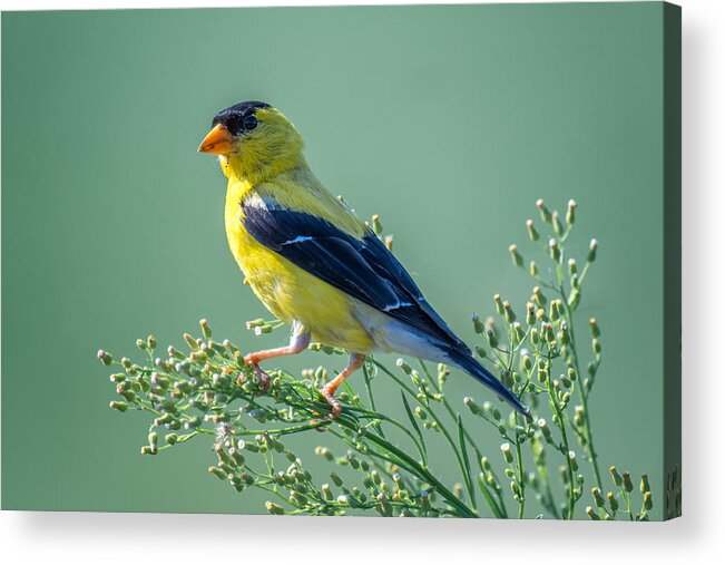 Wild Acrylic Print featuring the photograph American Gold Finch by Siyu And Wei Photography