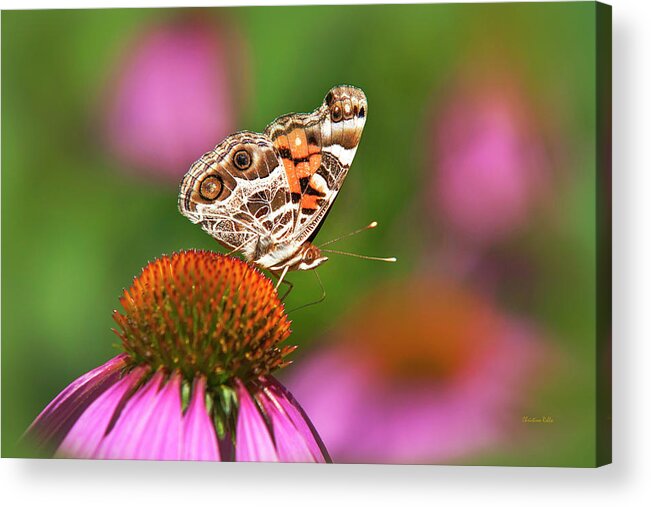 Butterfly Acrylic Print featuring the photograph American Painted Lady Butterfly by Christina Rollo