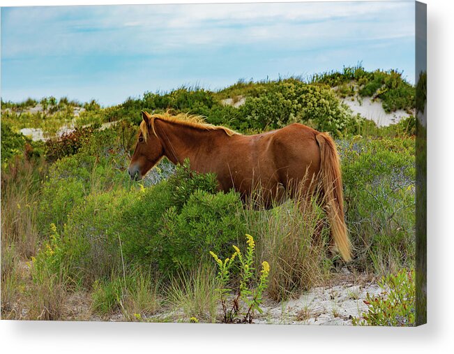 Wild Pony Acrylic Print featuring the photograph Amidst the Dunes by Liz Albro