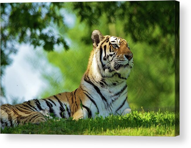 Grass Acrylic Print featuring the photograph Amur Tiger Enjoys Warm Spring Sun by John Knight
